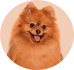 dogPic